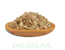 ŻYWORÓDKA (Kalanchoe)