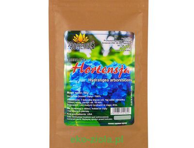 HORTENSJA ( Hydrangea aborescens ) 